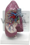 Right Lung Anatomical Model